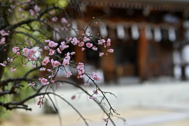 朔日参り