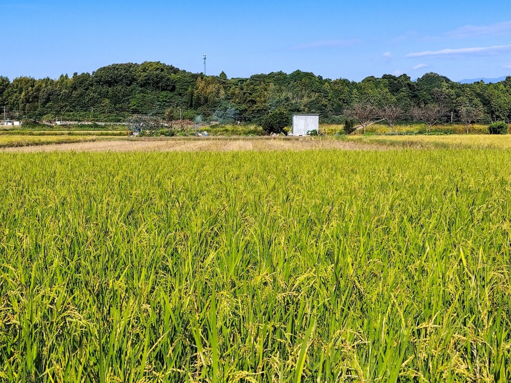 一粒の種から万倍の稲穂が実るイラスト