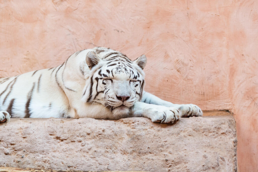 金運を招く寅の日のイメージ